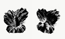 Presentación exposición "De la barroca triste a la barroca alegre": flores para Juan