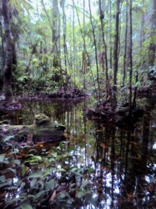 Thororo nasipe re u no wawe wawe