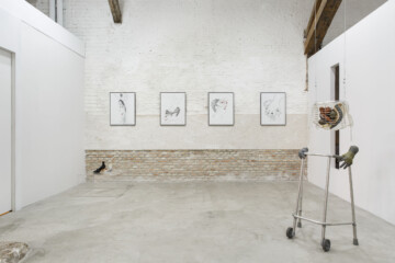 Saelia Aparicio: Planta, Alzado, Raíz