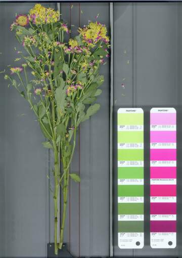 Montañas por Cristina Lucas, Pantone por Mathieu Mercier