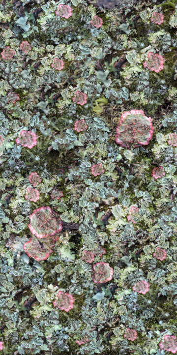 En esta vida hay otra vida 