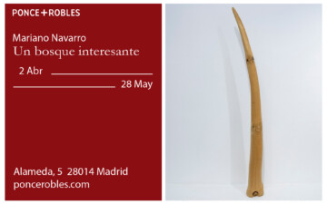 Un bosque interesante