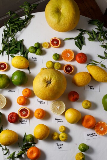 The Citrus Project