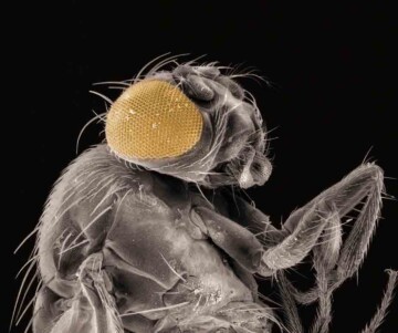 La belleza de lo frágil