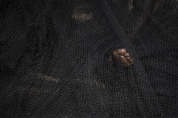 Aquella niebla, este silencio