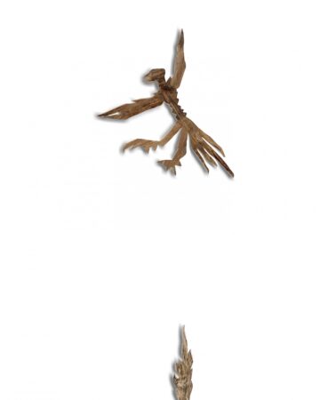 El eco del amor, la quietud de las alas.