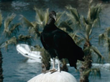 Cathartes